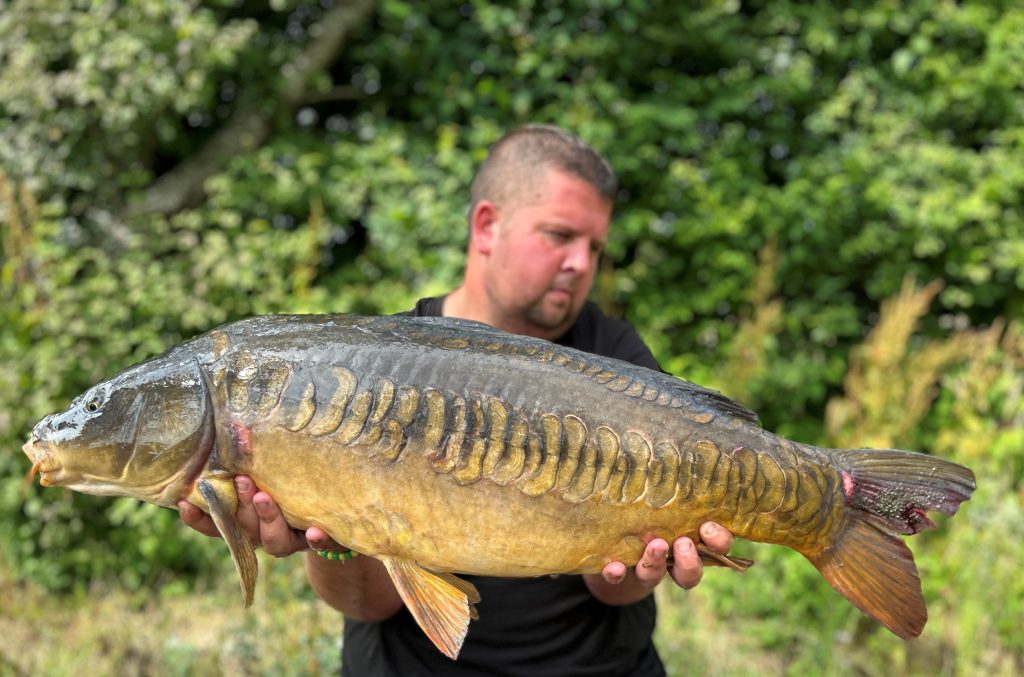 A summer-caught mirror carp